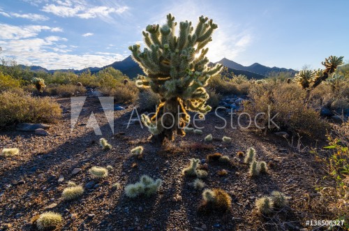 Bild på Jumping Cholla Arizona Desert